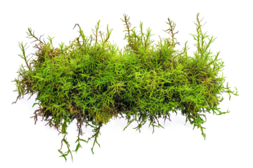 Green moss growing on a white background, flat lay, isolated on a transparent background	
