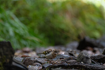 Young eurasian chaffinch, summer in Norway, Fringilla coelebs