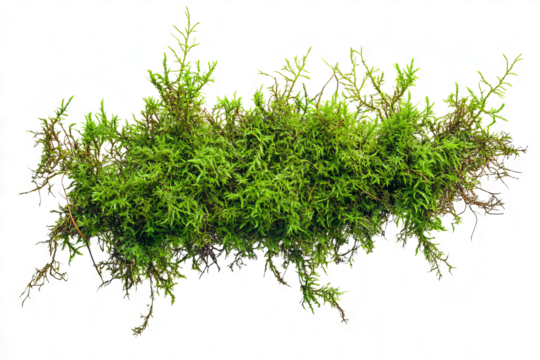 Green moss growing on a white background, flat lay, isolated on a transparent background	
