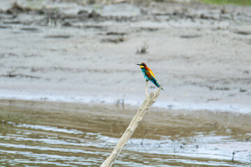 Guêpier d’Europe (Merops apiaster) perché sur une branche au bord d’une zone humide
