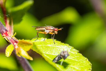 Limnia unguicornis, une mouche d’étang sur une feuille verte – Scène macro naturaliste