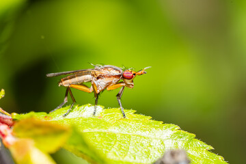 Limnia unguicornis, une mouche d’étang sur une feuille verte – Scène macro naturaliste
