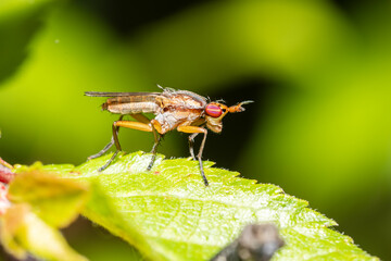 Limnia unguicornis, une mouche d’étang sur une feuille verte – Scène macro naturaliste
