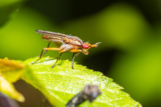 Limnia unguicornis, une mouche d&rsquo;&eacute;tang sur une feuille verte &ndash; Sc&egrave;ne macro naturaliste