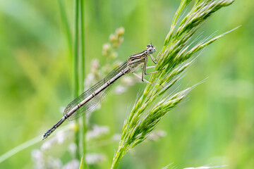 Platycnemis pennipes – Pennipatte commune posée sur graminée, macro naturaliste