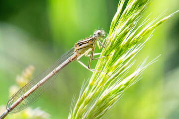 Platycnemis pennipes – Pennipatte commune posée sur graminée, macro naturaliste