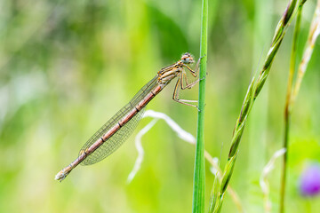 Platycnemis pennipes – Pennipatte commune posée sur graminée, macro naturaliste
