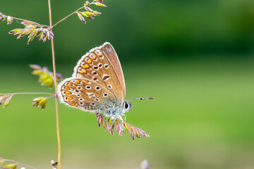 Polyommatus icarus – Petit Azuré commun posé sur graminée, vue macro latérale