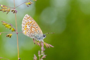 Polyommatus icarus – Petit Azuré commun posé sur graminée, vue macro latérale