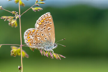 Polyommatus icarus – Petit Azuré commun posé sur graminée, vue macro latérale