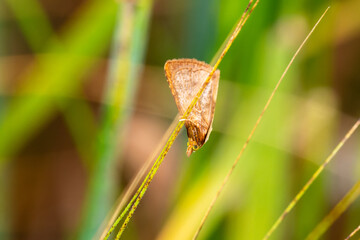 Synaphe punctalis, papillon de nuit brun orangé accroché à une graminée dans une prairie...