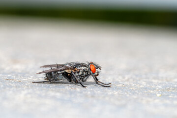 Sarcophaga spec. – Mouche grise de la viande sur graminée ou surface minérale, macrophotographie