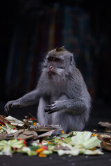 Monkey looking around while eating