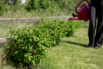 Watering hortensia flowers in Garden with plastic pink can. White cream hortensia, Panicled hydrangea is a species of flowering plant in the family Hydrangeaceae