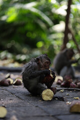 Monkey looking around while eating