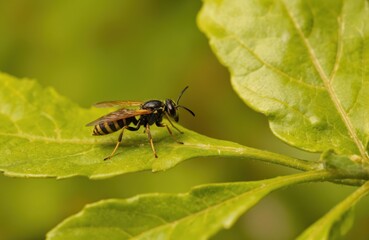 Naklejka premium Macro photo of yellow, black striped wasp resting on vibrant green oak leaf. Shallow depth of field blurs background, focusing attention on insect delicate antennae, detailed body structure. Image