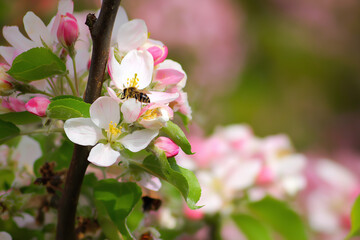 Obraz premium Bee pollinating apple blossom on a branch, shallow depth of field, soft spring bokeh in the background