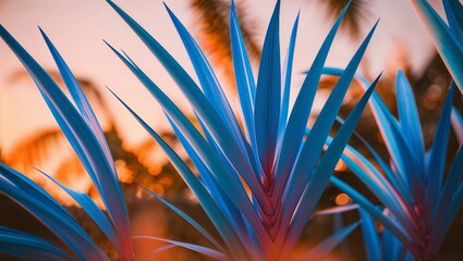 Stunning blue plant leaves contrasting beautifully with the sunset.