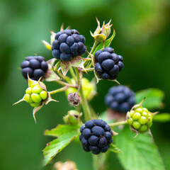 Fruits of the blackberry, Rubus caesius.
A plant of the genus Raspberry of the family Rosaceae. It has antiseptic, antipyretic, anti-inflammatory effects, improves blood composition.
