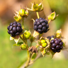 Fruits of the blackberry, Rubus caesius.
A plant of the genus Raspberry of the family Rosaceae. It has antiseptic, antipyretic, anti-inflammatory effects, improves blood composition.

