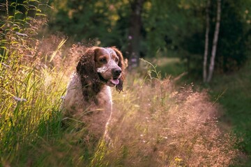 A beautiful spaniel in the rays of the setting sun. The dog sits among the flowers and grass....