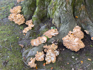 Large brown mushrooms growing on tree trunk in forest