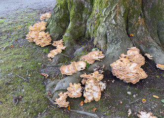 Wild mushrooms growing on tree roots in forest setting