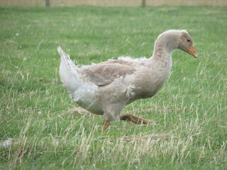 goose on the grass