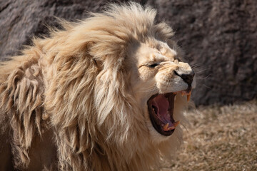 Roaring White Lion Wildlife Photography – Panthera leo krugeri in Powerful Display

