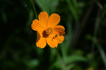 Golden cosmos (Cosmos sulphureus) flowers. Asteraceae annual plants. From summer to autumn, they bloom with bright yellow and orange ray-shaped flowers, adding color to flower beds.