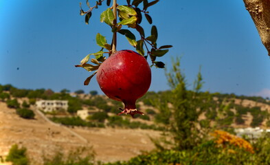 Dangling Pomegranate on a tree