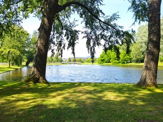 A flock of wild brown  ducks swims along the river along the shore. Trees and nature in Netherlands area. Ducks family are swimming on the lake and enjoying good weather. 