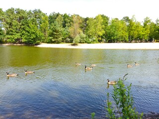 A flock of wild brown  ducks swims along the river along the shore. Trees and nature in Netherlands area. Ducks family are swimming on the lake and enjoying good weather. 