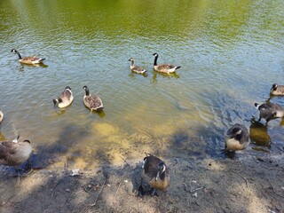 A flock of wild brown  ducks swims along the river along the shore. Trees and nature in Netherlands...