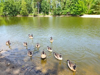 Fototapeta premium A flock of wild brown ducks swims along the river along the shore. Trees and nature in Netherlands area. Ducks family are swimming on the lake and enjoying good weather. 