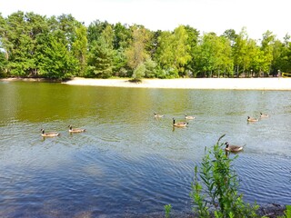 A flock of wild brown  ducks swims along the river along the shore. Trees and nature in Netherlands area. Ducks family are swimming on the lake and enjoying good weather. 