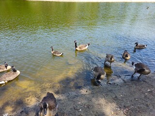 A flock of wild brown  ducks swims along the river along the shore. Trees and nature in Netherlands area. Ducks family are swimming on the lake and enjoying good weather. 