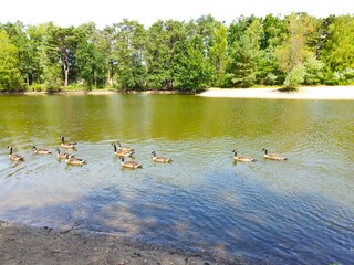 A flock of wild brown  ducks swims along the river along the shore. Trees and nature in Netherlands...