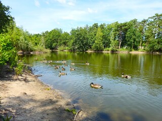 A flock of wild brown  ducks swims along the river along the shore. Trees and nature in Netherlands area. Ducks family are swimming on the lake and enjoying good weather. 