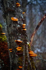 mushrooms on a tree