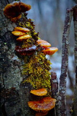 mushrooms on a tree
