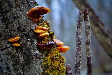 mushrooms on a tree