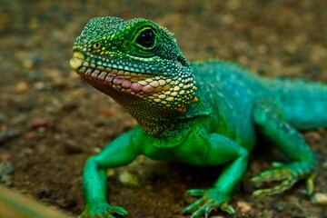 Obraz premium Green Lizard close up