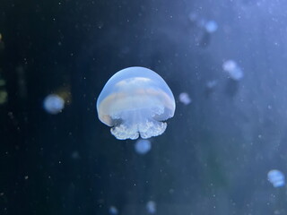 jellyfish in the water