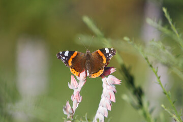 Vibrant butterfly resting on delicate flowers in a serene natural setting during a sunny afternoon