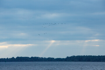Flocks of birds flying over the calm water at dusk with cloudy skies