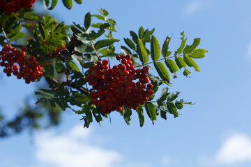 Bright red berries hang from green leaves against a clear blue sky on a sunny day in early autumn