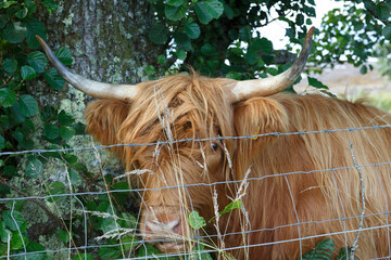 Highland cattle grazing near a tree in a lush green pasture during a sunny day in the countryside