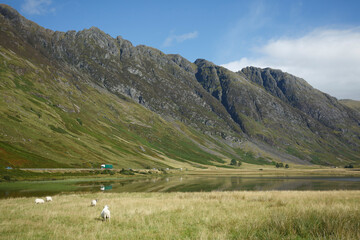Expansive valley landscape with grazing sheep and majestic mountains under a blue sky in Scotland