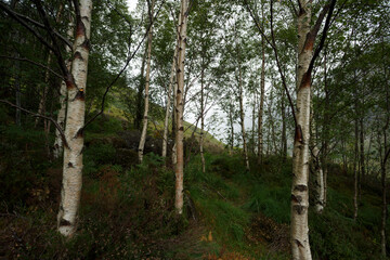 Dense birch forest with lush greenery in a mountainous region on a cloudy day